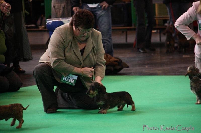 Crufts2011_2 584.jpg